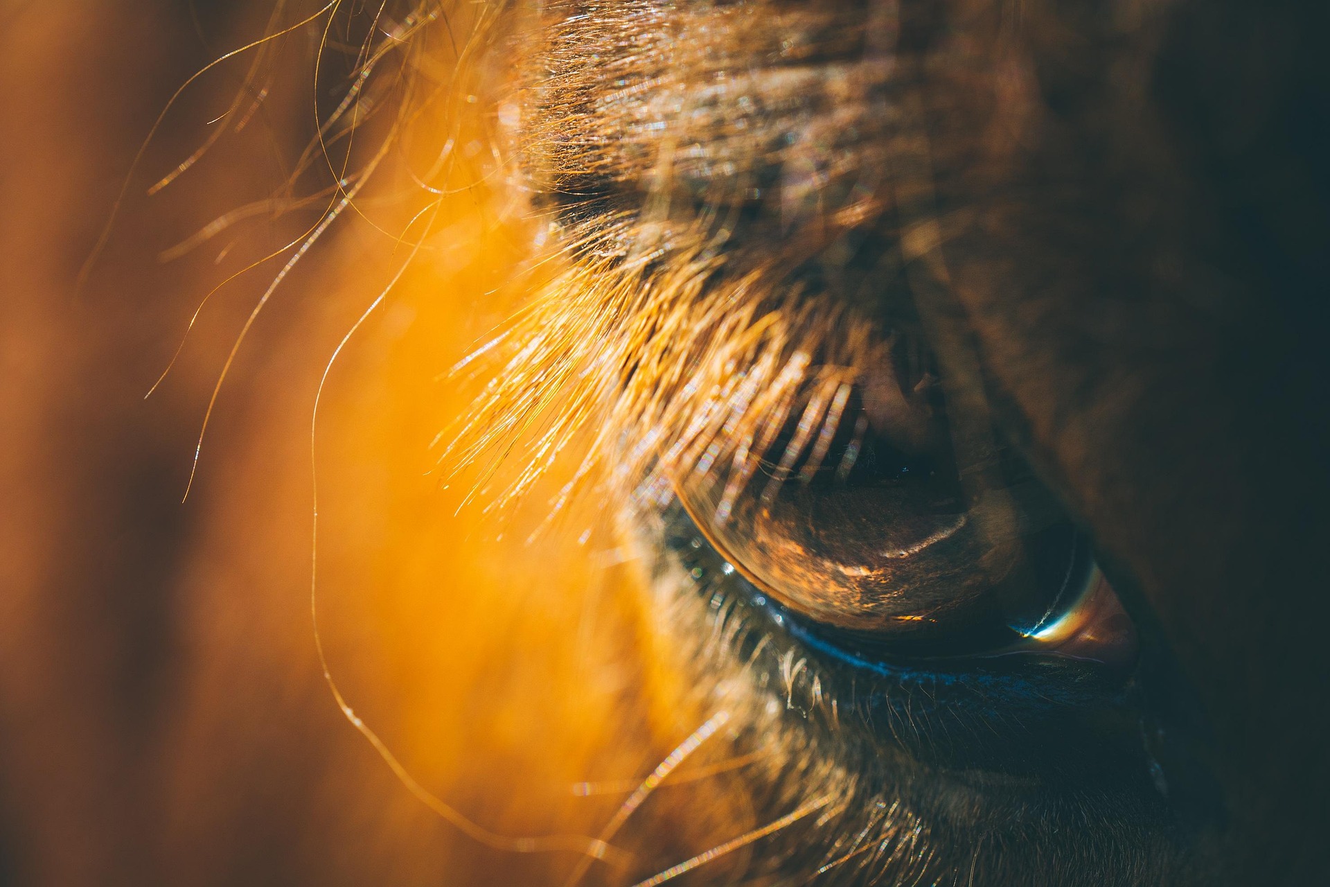 horse-7149610_1920