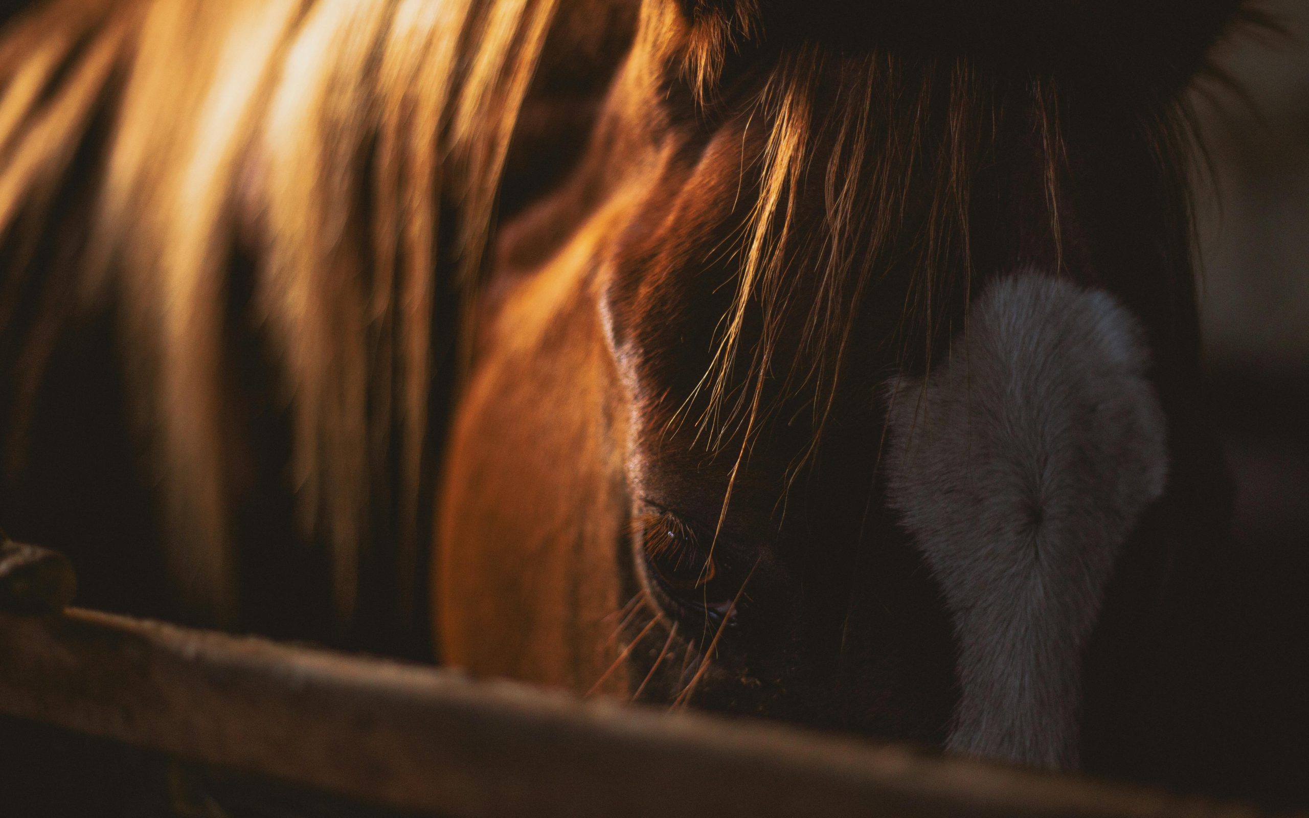horse-head-01