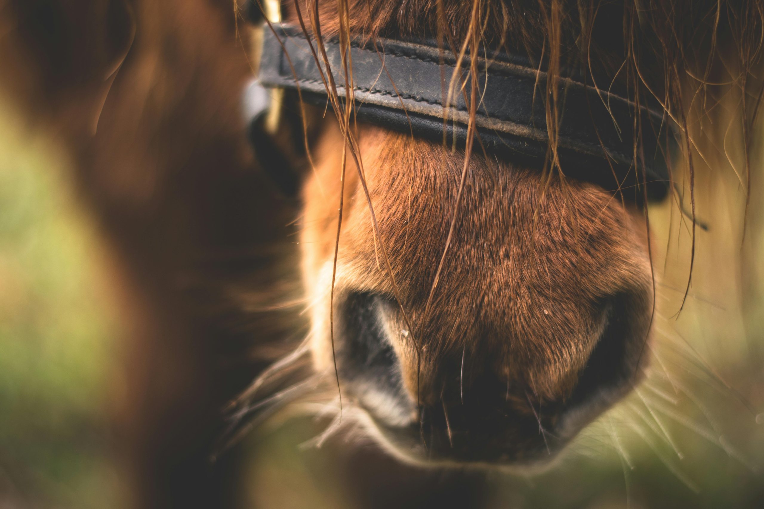 horse-nose-01