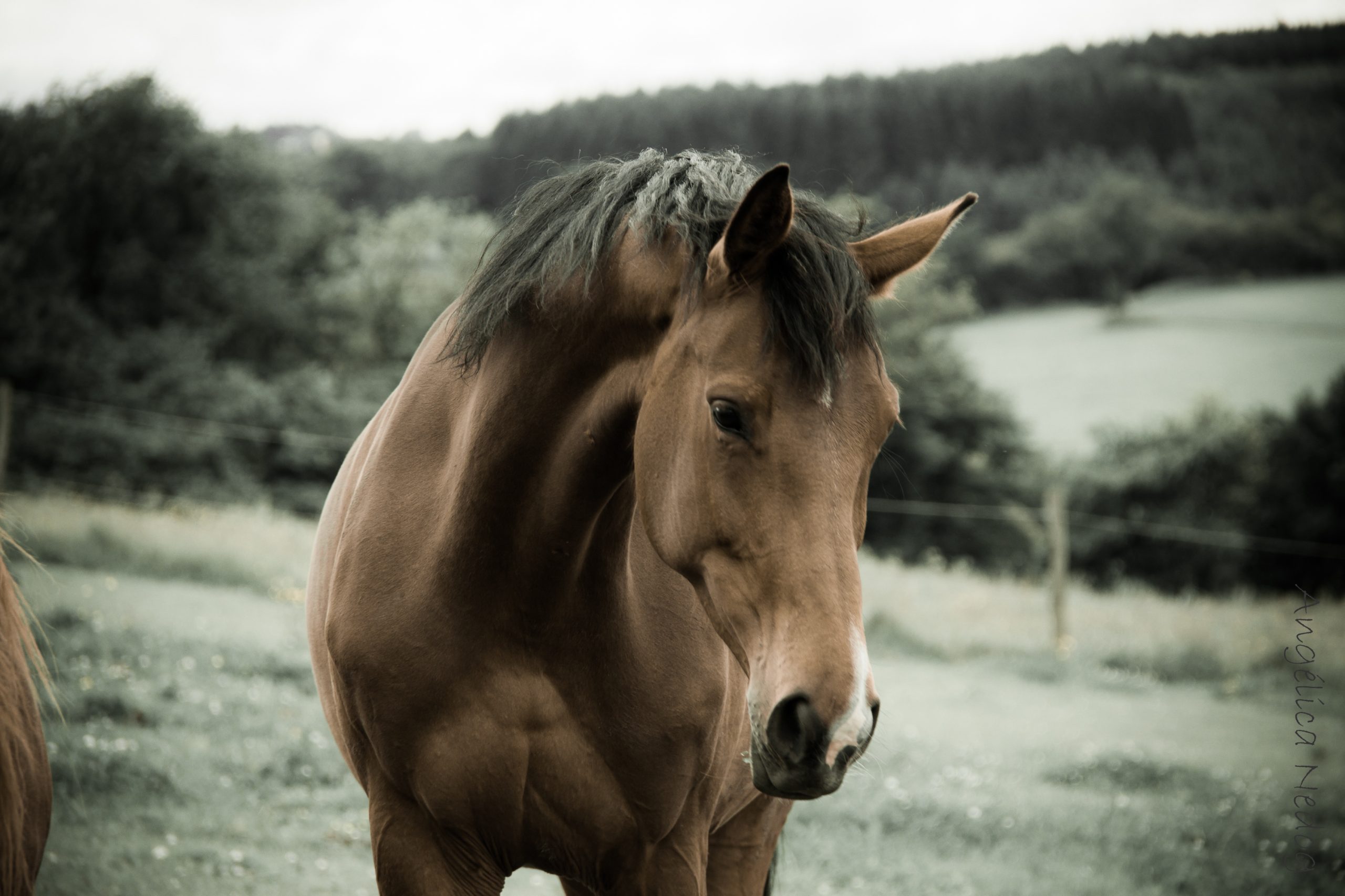 nature-farm-wildlife-pasture-horse-mammal-1092439-pxhere.com